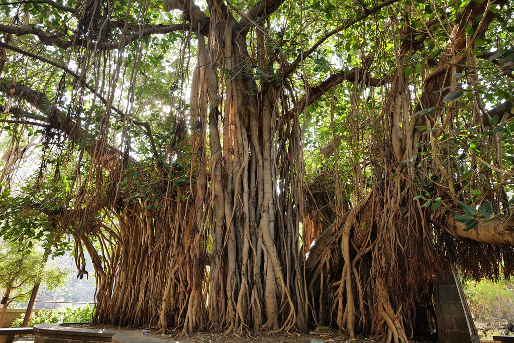 Johny Vino nature photograph of banyan tree roots