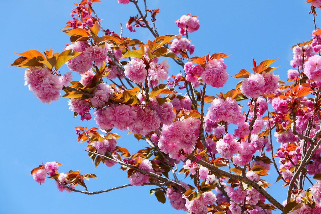 Johny Vino nature photograph of cherry blossom spring flowers