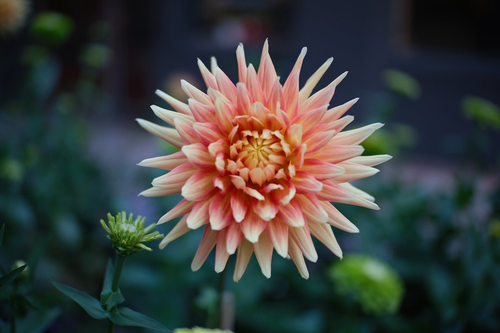 Johny Vino nature photograph of a dahlia flower close-up