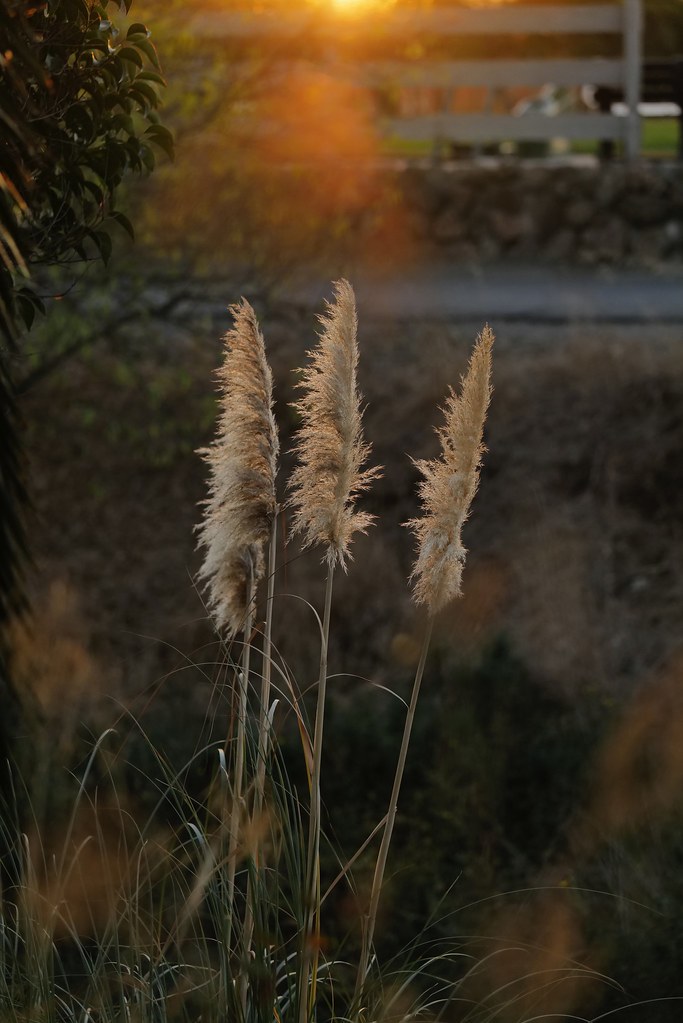 Johny Vino nature photograph of golden grass at sunset