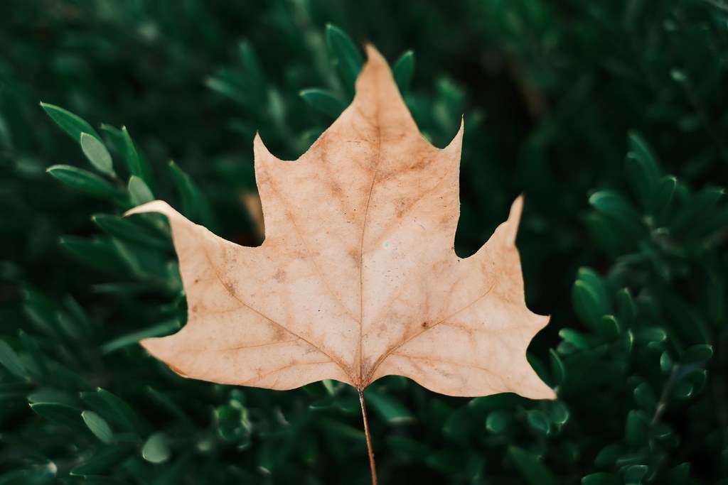 Johny Vino nature photograph of a maple leaf on a green background
