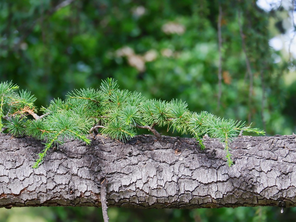 Johny Vino nature photograph of moss growing on tree bark