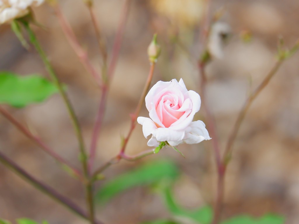 Johny Vino nature macro photograph of a pink rose in a garden