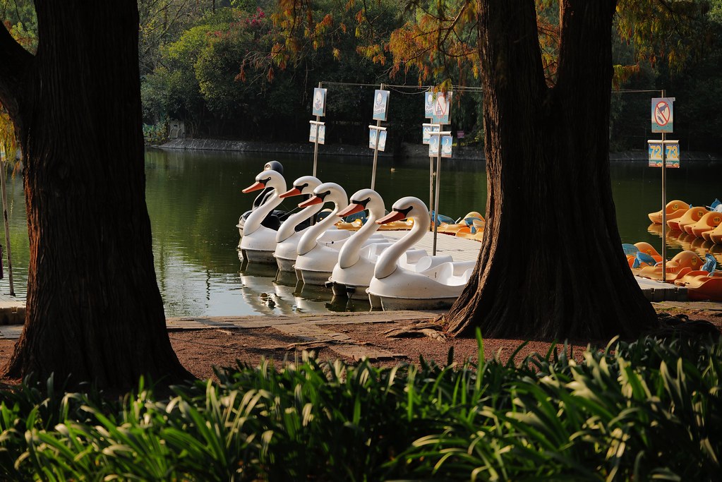 Johny Vino still life photograph of swan boats in a park