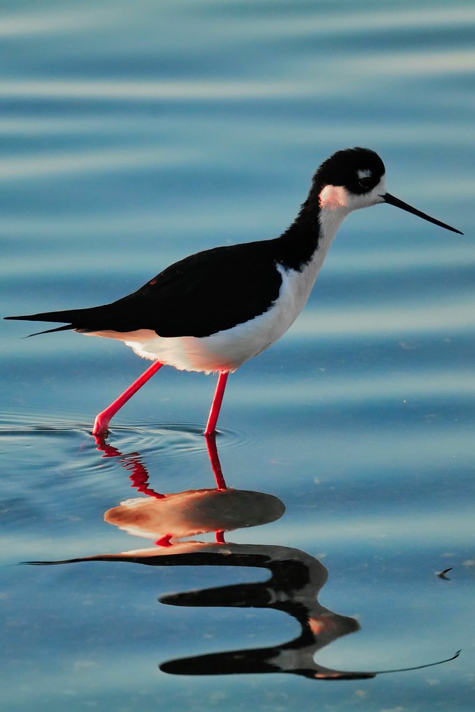 Johny Vino wildlife photograph of a black-necked stilt walking on water