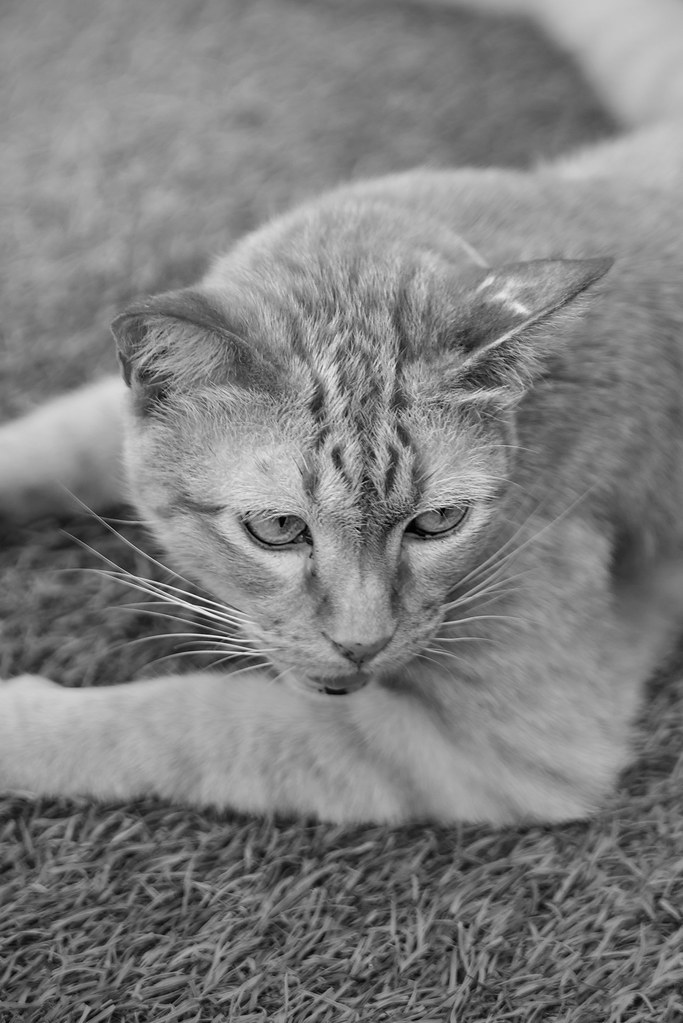 Johny Vino wildlife photograph of a black and white cat portrait