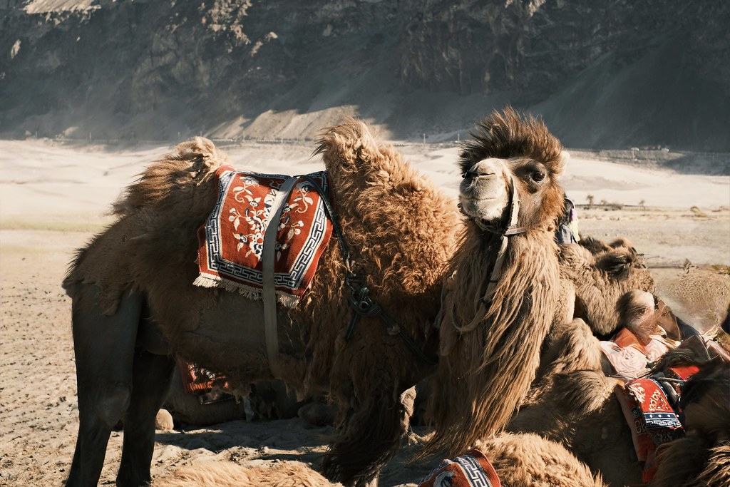 Johny Vino wildlife photograph of camels resting in the desert