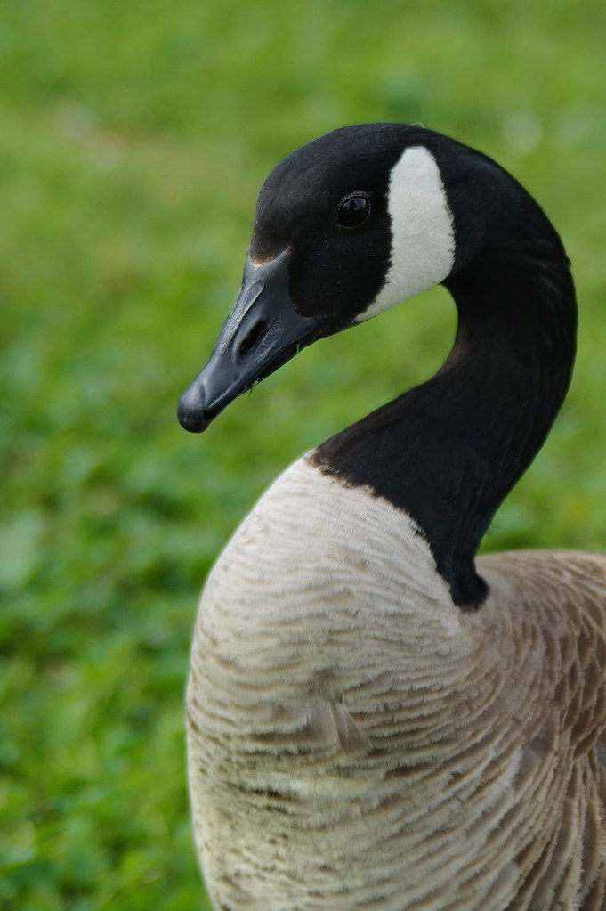Johny Vino wildlife photograph of a Canada goose portrait