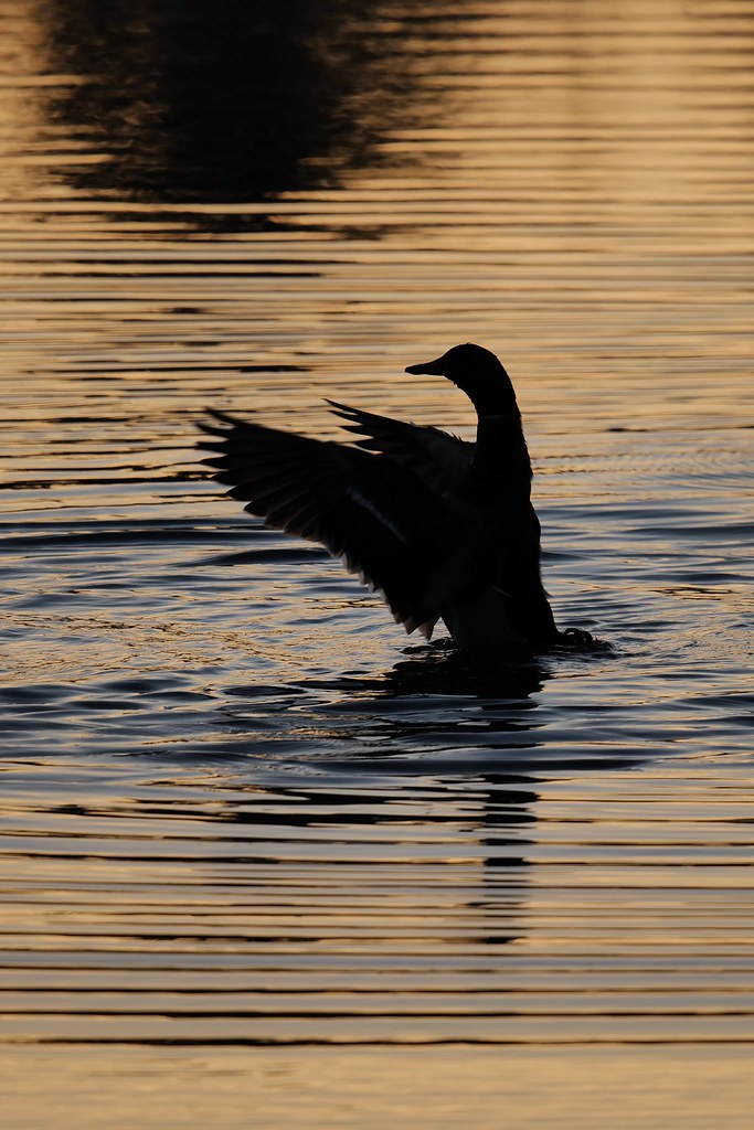 Johny Vino wildlife photograph of a cormorant silhouette at sunset