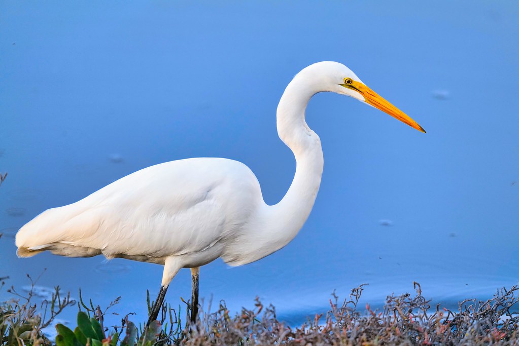 Johny Vino wildlife photograph of a great egret near blue water