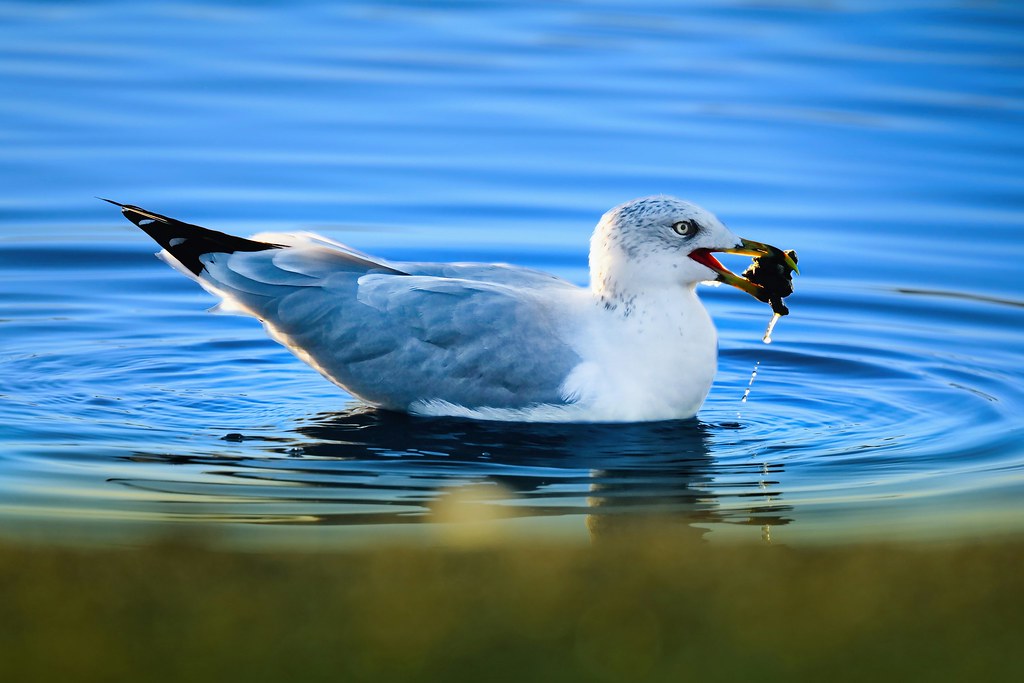 Johny Vino wildlife photograph of a gull catching a crab