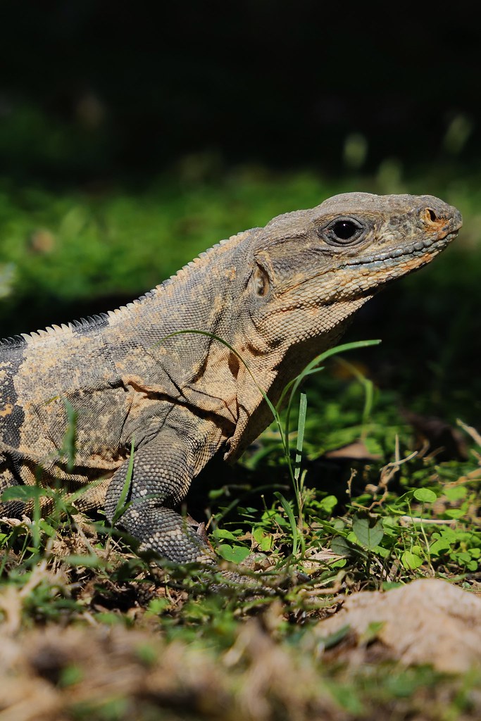Johny Vino wildlife photograph of an iguana close-up