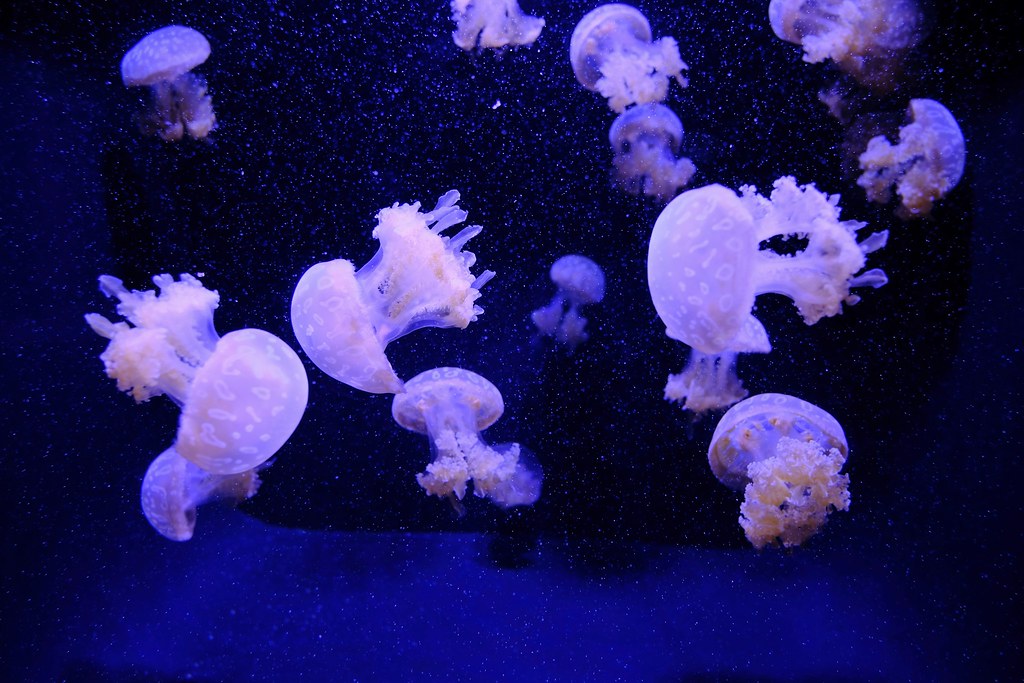 Johny Vino wildlife photograph of glowing jellyfish in an aquarium