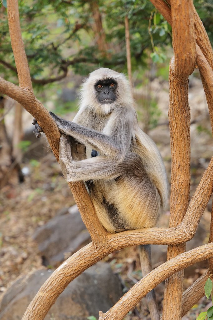 Johny Vino wildlife photograph of a monkey in a tree
