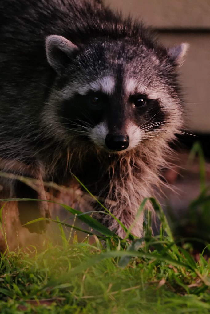 Johny Vino wildlife photograph of a raccoon close-up
