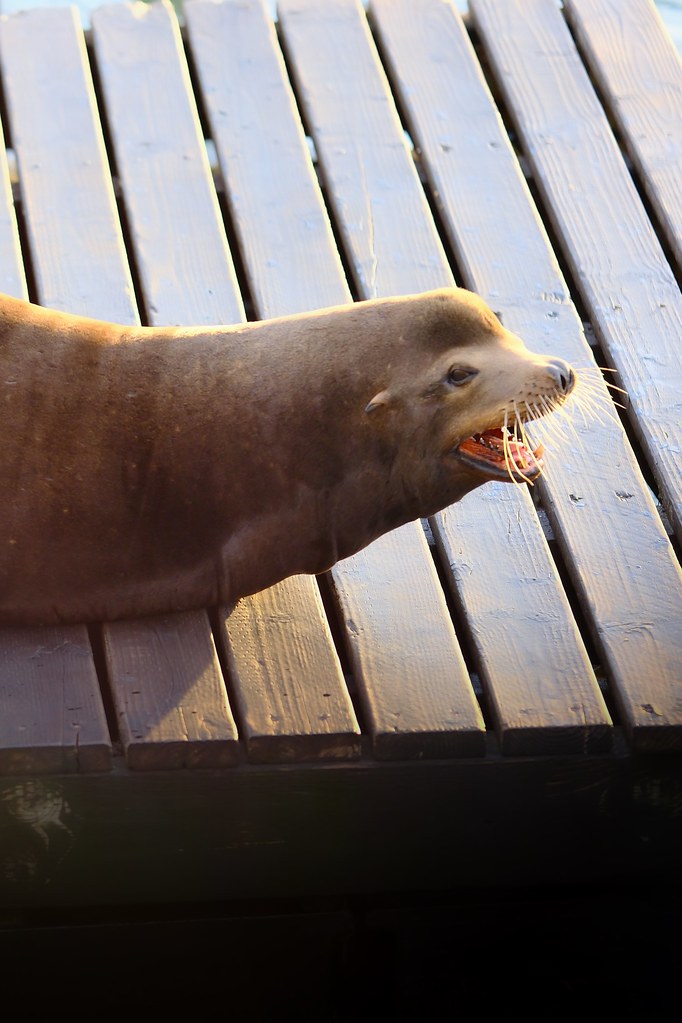 Johny Vino wildlife photograph of a sea lion on a pier