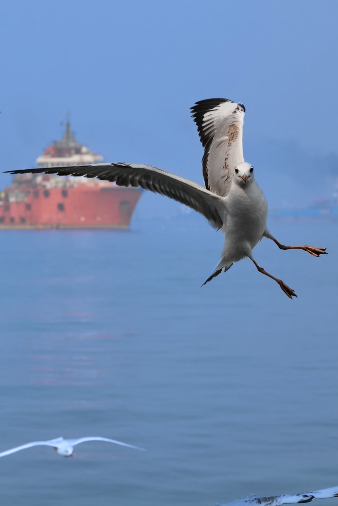 Johny Vino wildlife photograph of a seabird flying over a harbor