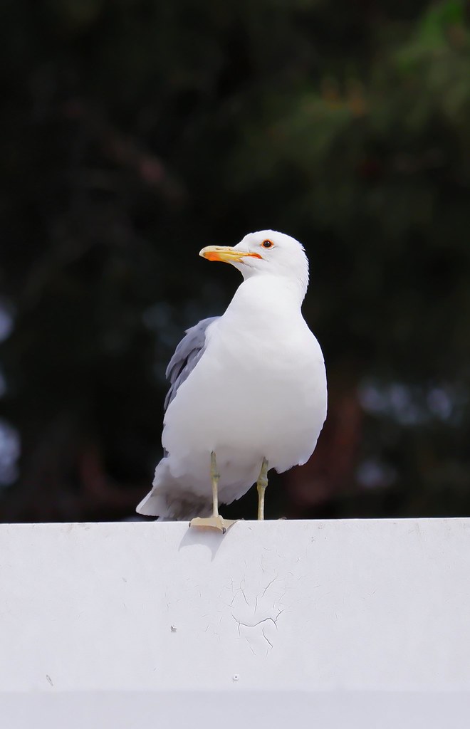 Johny Vino wildlife photograph of a white seagull portrait