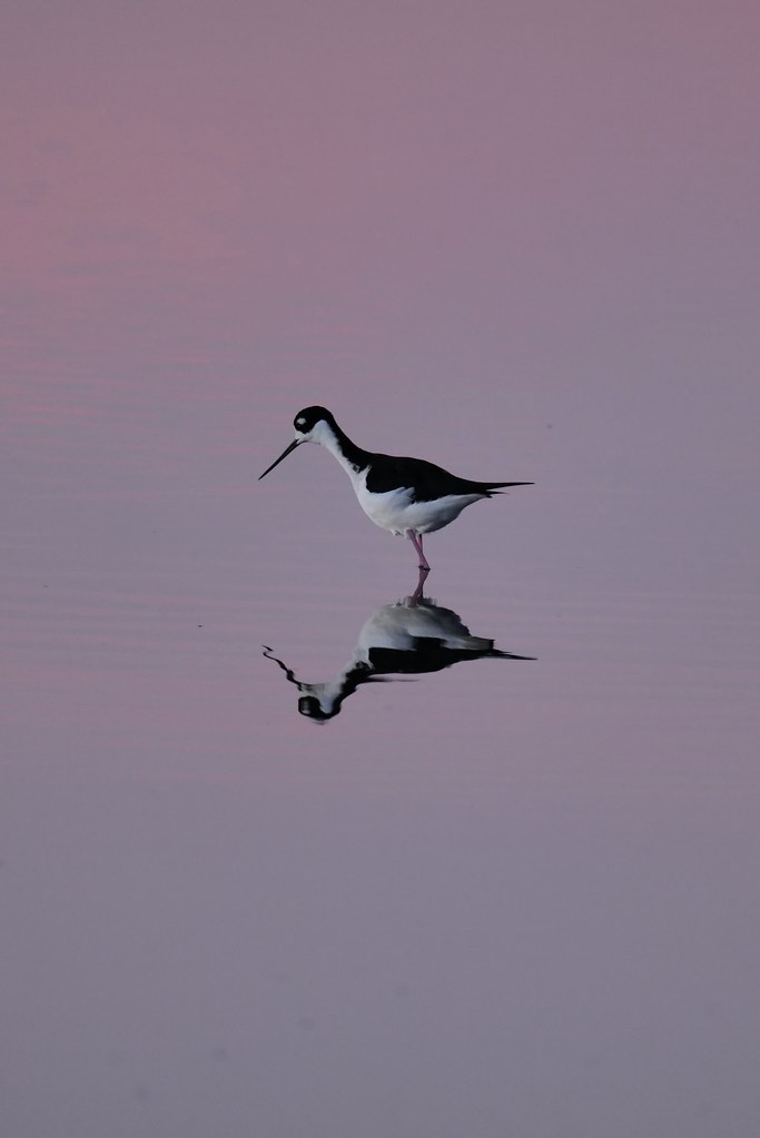 Johny Vino wildlife photograph of shorebirds in flight