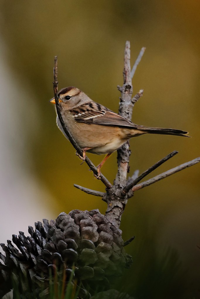 Johny Vino wildlife photograph of a sparrow perched on a pinecone