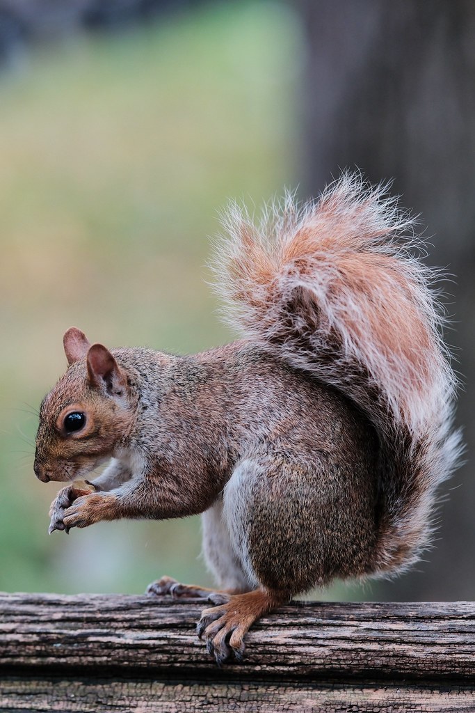 Johny Vino wildlife photograph of a squirrel close-up