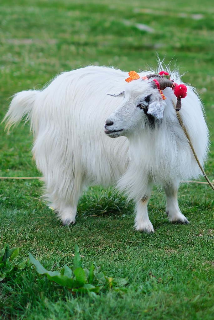 Johny Vino wildlife photograph of a white goat portrait